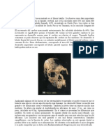 El Homo Habilis