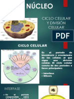 Ciclo Celular