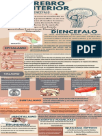 Infografia-Cerebro Anterior