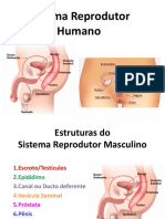 Sistema Reprodutor Masculino Feminino 8ano 3trimestre