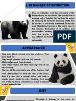 Oso Panda