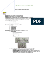 Tema 3 - Anatomía Craneomaxilofacial