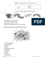 Organización Del Cuerpo Humano