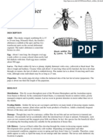 Caracterisiticas Basicas de La Hermetia Illucens