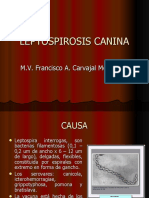 Leptospirosis Canina