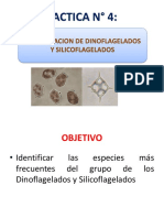 Practica 4 Dinoflagelados - Silicoflagelados