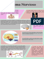 Sistema Nervioso