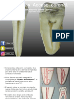 4 Topografia Pulpar