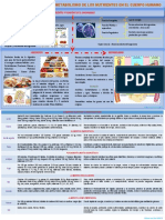 Absorcion y Metabolismo Evidencia 2