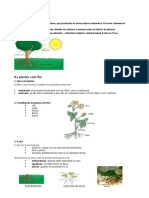 Diversidade Nas Plantas