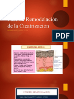 Fase de Remodelación de La Cicatrización