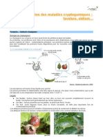 Maladies Cryptogamiques Guide Pommier Bio