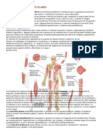 Tejido y Sistema Musculares