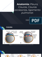 AnatomÍa - Pleura, Cisuras, Cisuras Accesorias, Ligamento Pulmonar.