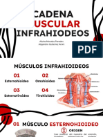 Cadena Muscular Infrahiodeos