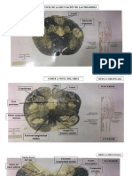 Identificaciones 2do Parcial Neuroanato