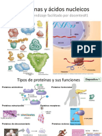 AFPD1 Proteínas y Ac Nucleicos