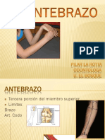 Antebrazo Polla