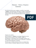 Anatomia Do Cérebro