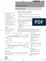 Structure of Neurons