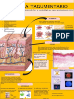 Sistema Tagumentario: Funciones Epidermis