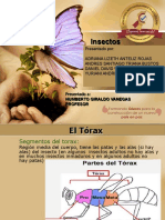 Entomología, Trabajo 1 Corte 2