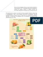 La Mandarina y La Naranja Son Los Principales Cítricos A Nivel Nacional