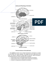 Anatomy and Physiology of The Brain