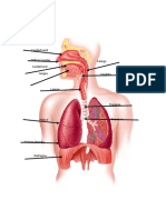 Sistema Respiratorio