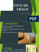 Cultivo de Trigo