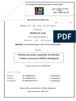 Mémoire Final