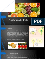 Anatomía Del Fruto