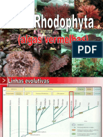 Aula Rhodophyta