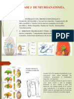 Clase 3 de Neuroanatomía.: 1.-El Encéfalo Y El Tronco Encefalico