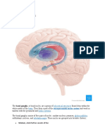 Basal Ganglia