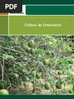 Cultura Do Umbuzeiro - Web