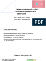 Comparison Between Neuronal Action Potential and Action Potentials in Other Cells