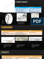 Esqueleto Axial Del Equino, Porcino y Rumiante