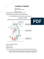 Clase 4 Endocrino - Glandula Tiroides