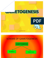 Gametogenesis