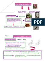 Heterósidos Cardiotónicos