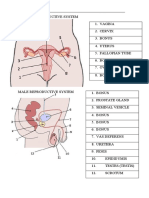 Reproductive System