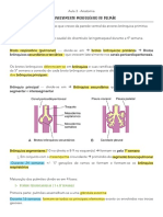 Desenvolvimento Morfológico Do Pulmão e Neuroanatomia Da Respiração