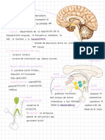 Neuronipoticia: Hipotálamo