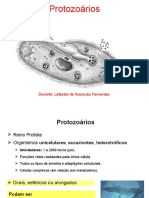 Aula 8 - Protozoários