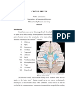 Figure 1: Inferior View of The Brain and Brain Stem Showing Cranial Nerves