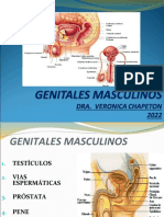 Genitales Masculinos 2022