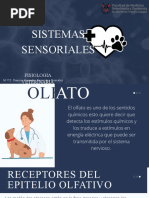 Sistemas Sensoriales - Medicina Veterinaria