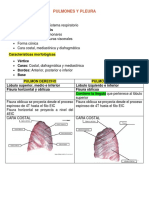 Pulmones y Pleura