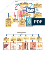 Mapa Conceptual Del Metabolismo